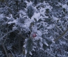 sneeuw.jpg